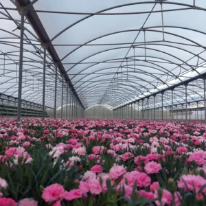 Anti-drip greenhouse film Vietnam factory