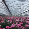 oem-greenhouse-film-manufacturer-vietnam
