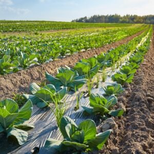 Bulk Mulching Plastic Film Suppliers Vietnam