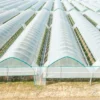 Direct Factory Greenhouse Film Vietnam